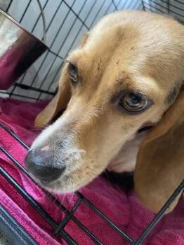 Beagle and Mixed Breed Dogs Available for Adoption in West Chester, Pennsylvania - Perla | PetCurious