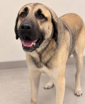 Alejandro -  Anatolian Shepherd Dog for Adoption in Gulfport, Mississippi - Alejandro | PetCurious
