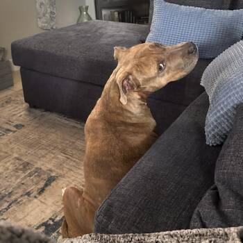 Jade -  Mixed Breed Dog for Adoption in West Palm Beach, Florida - Jade | PetCurious