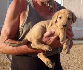 HOLLY -  Labrador Retriever and Shepherd Dog for Adoption in Corona, California - HOLLY | PetCurious