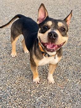 American Bully Dogs Available for Adoption in Lacon, Illinois - Dee | PetCurious