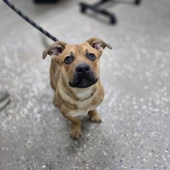 Corgi and Shepherd Dogs Available for Adoption in Incline Village, Nevada - Hoagie | PetCurious