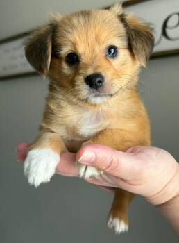 Chihuahua Dogs Available for Adoption - ATLAS - ACCEPTING APPLICATIONS | PetCurious