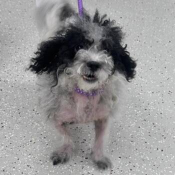 Snoopy -  Miniature Poodle and Mixed Breed Dog for Adoption in Indianapolis, Indiana - Snoopy | PetCurious
