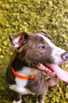 Rescue Pit Bull Terrier Dogs for Adoption in Grafton, West Virginia - Cinder | PetCurious