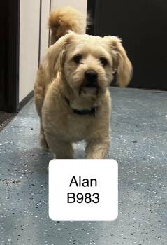 Basset Hound and Shih Tzu Dogs Available for Adoption in Morganton, North Carolina - Alan | PetCurious