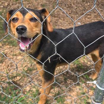 Mazey -  Beagle and Mixed Breed Dog for Adoption in Rossville, Georgia - Mazey | PetCurious