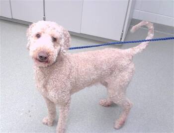 ZAZU SUKIHANA -  Golden Retriever and Poodle Dog for Adoption in Omaha, Nebraska - ZAZU SUKIHANA | PetCurious