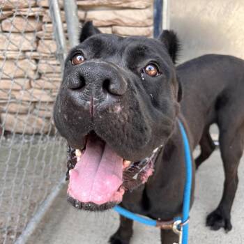 Mac A. Roni -  Mixed Breed Dog for Adoption in Fairport, New York - Mac A. Roni | PetCurious