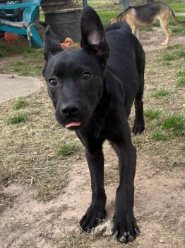 Mixed Breed Dogs Available for Adoption - Shrek | PetCurious