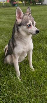 Freddy -  Pomeranian and Husky Dog for Adoption in Valparaiso, Indiana - Freddy | PetCurious