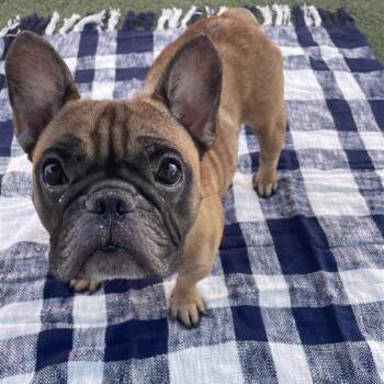 Gazpacho -  French Bulldog Dog for Adoption in Hawthorne, California - Gazpacho | PetCurious