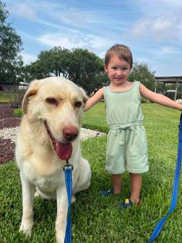 Bruno Mars - A Gentle Giant -  Labrador Retriever and Great Pyrenees Dog for Adoption in Corpus Christi, Texas - Bruno Mars - A Gentle Giant | PetCurious