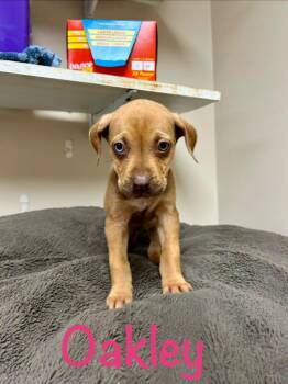 Husky Dogs Available for Adoption in West Union, Ohio - Oakley | PetCurious