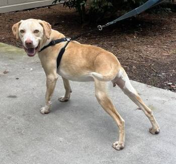 Rescue Labrador Retriever Dogs for Adoption in Cashiers, North Carolina - Miller | PetCurious