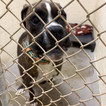 Boxer Dogs Available for Adoption - JAZZ | PetCurious