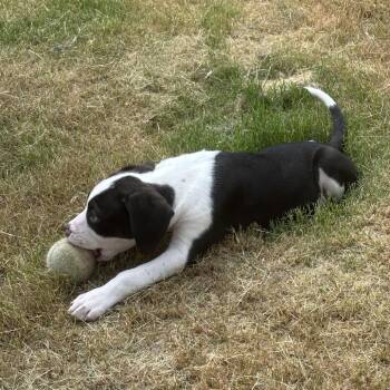 Willie Nelson -  Pit Bull Terrier and Mixed Breed Dog for Adoption in Durham, North Carolina - Willie Nelson | PetCurious