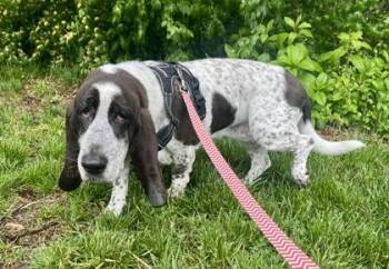 Willow River -  Basset Hound Dog for Adoption in Annapolis, Maryland - Willow River | PetCurious