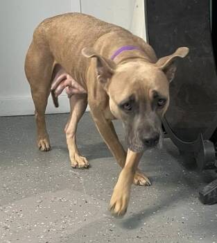Diamond -  Mixed Breed Dog for Adoption in Warren, Michigan - Diamond | PetCurious
