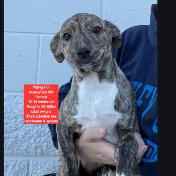 Australian Shepherd and Labrador Retriever Dogs Available for Adoption in Oviedo, Florida - Piping Hot | PetCurious