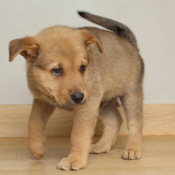 Shepherd Dogs Available for Adoption in Minnetonka, Minnesota - Chex D68724 | PetCurious