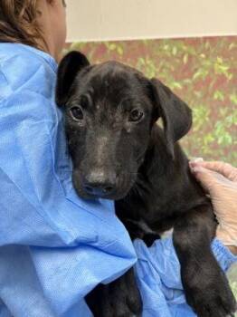 Sculpt -  Labrador Retriever and Mixed Breed Dog for Adoption in San Antonio, Texas - Sculpt | PetCurious