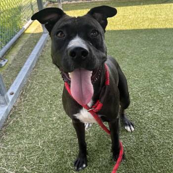Web -  Mixed Breed Dog for Adoption in Cape Girardeau, Missouri - Web | PetCurious