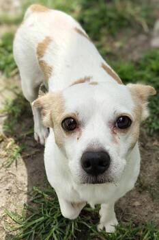 TUCKER -  Chihuahua and Parson Russell Terrier Dog for Adoption in Palmetto, Florida - TUCKER | PetCurious