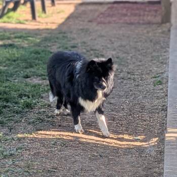Border Collie and Mixed Breed Dogs Available for Adoption in Prairie Du Chien, Wisconsin - Scotty | PetCurious