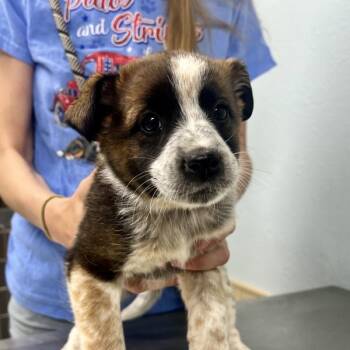 Australian Shepherd and Australian Cattle Dog Blue Heeler Dogs Available for Adoption in Sioux City, Iowa - Rolo | PetCurious
