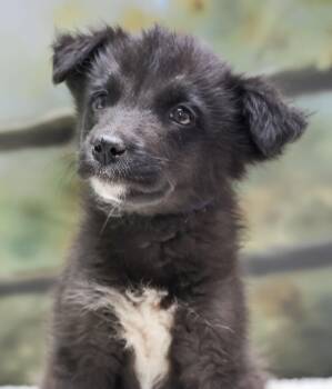 Aussie Puppies -- Milo -  Australian Shepherd Dog for Adoption in Casa Grande, Arizona - Aussie Puppies -- Milo | PetCurious