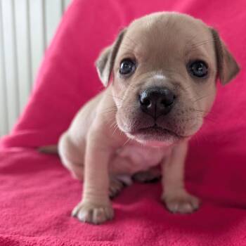 Happy -  Terrier and Pug Dog Available for Adoption in Jasper, Indiana - Happy | PetCurious