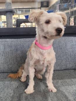 McGyver -  Poodle and Maltese Dog for Adoption in Cottonwood, Arizona - McGyver | PetCurious