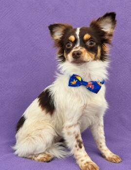Levi -  Chihuahua Dog for Adoption in Lodi, California - Levi | PetCurious