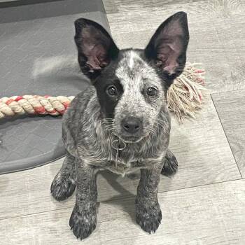 Australian Cattle Dog Blue Heeler and Schnauzer Dogs Available for Adoption - Jubilee | PetCurious