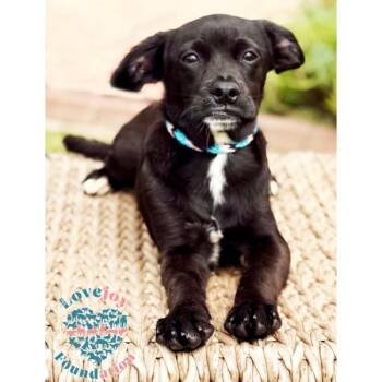 Sesame Litter-Sumac -  French Bulldog and Pug Dog for Adoption in Inglewood, California - Sesame Litter-Sumac | PetCurious