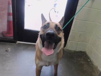 Belgian Shepherd Malinois Dogs Available for Adoption - HARLEY | PetCurious