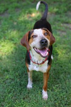 Ace -  Terrier Dog for Adoption in Cornelius, North Carolina - Ace | PetCurious