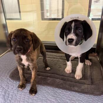 Great Dane and Terrier Dogs Available for Adoption in Bloomfield, Connecticut - Athena | PetCurious