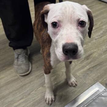 Claude -  Mixed Breed Dog for Adoption in Summerville, South Carolina - Claude | PetCurious