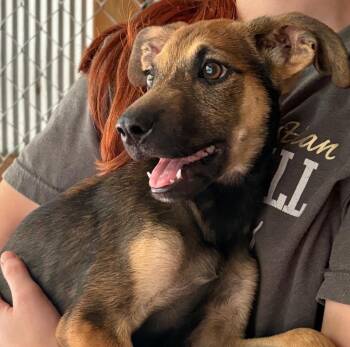 Gruber -  Mixed Breed Dog for Adoption in Lake City, Arkansas - Gruber | PetCurious