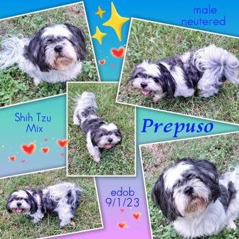 Prepuso WA14621-T -  Shih Tzu Dog for Adoption in Missouri City, Texas - Prepuso WA14621-T | PetCurious