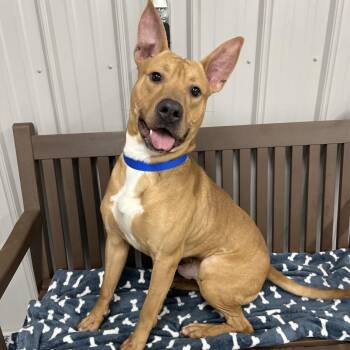 Ears -  Mixed Breed Dog for Adoption in Moravia, New York - Ears | PetCurious