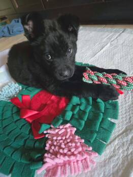Zara -  Mixed Breed Dog for Adoption in Athens, Ontario - Zara | PetCurious