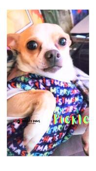 Pickle - No Longer Accepting Applications -  Chihuahua Dog for Adoption in Council Bluffs, Iowa - Pickle - No Longer Accepting Applications | PetCurious