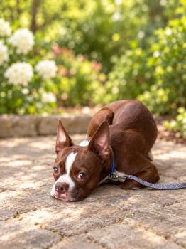 Tango (m) -  Boston Terrier Dog for Adoption in Nashville, Tennessee - Tango (m) | PetCurious