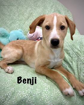 Hound Dogs Available for Adoption in Senatobia, Mississippi - Benji | PetCurious