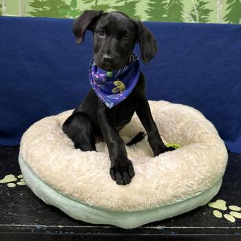 Ruza -  Border Collie and Hound Dog for Adoption in Logan, Utah - Ruza | PetCurious