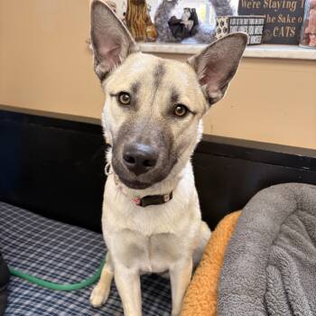 Husky Dogs Available for Adoption - Missy | PetCurious