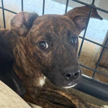 James -  Hound and Pit Bull Terrier Dog for Adoption in Birmingham, Alabama - James | PetCurious